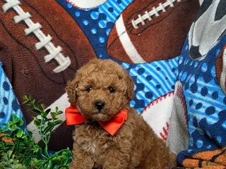 Toy Poodle dogs for sale: Northrop 9 lbs Full Grown - Ad 1