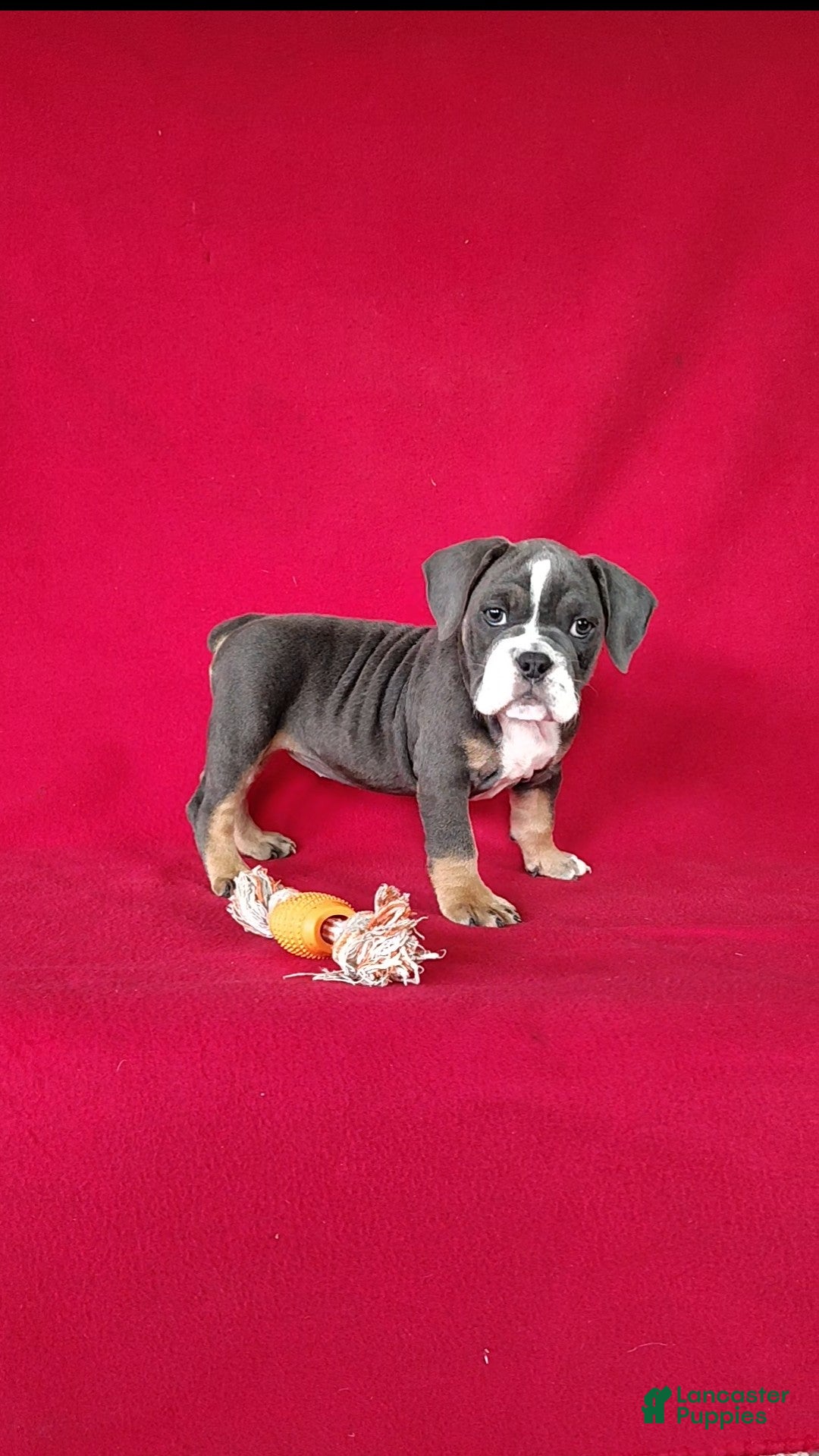 Beabull dogs Ollie - Ad 2
