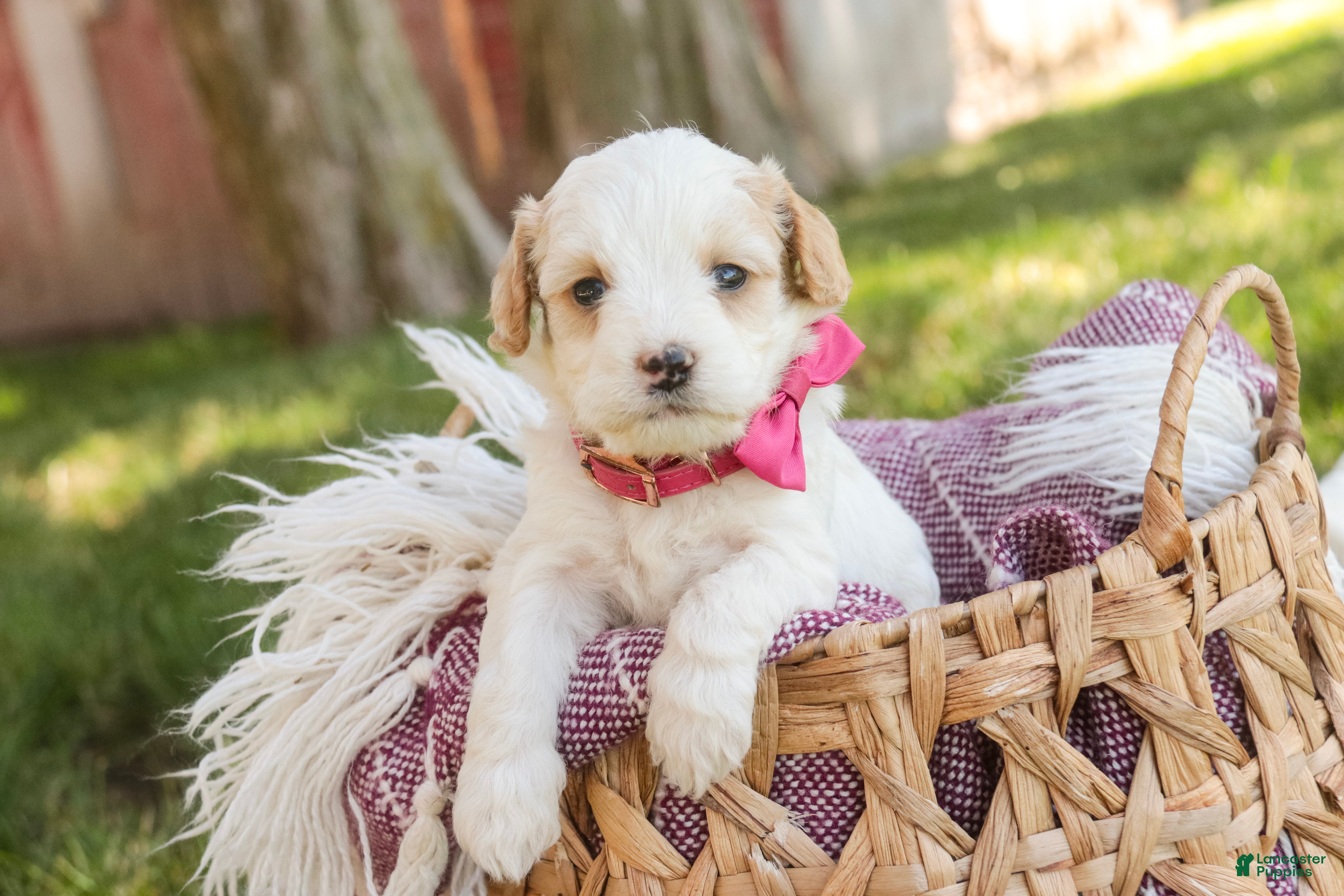 Mixed Breed dogs Pebbles Munchkin Bernedoodle - Ad 2