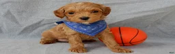 Cavapoo dogs for sale: Harley - Ad 6