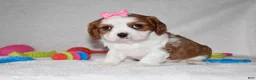 Cavalier King Charles Spaniel dogs for sale: Queenie  - Ad 3