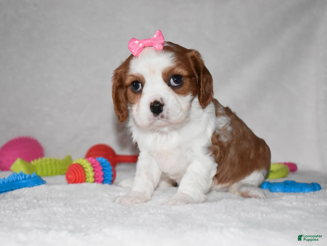 Cavalier King Charles Spaniel dogs for sale: Queenie  - Ad 3