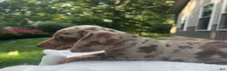 Miniature Dachshund dogs for sale: Moey - Ad 4