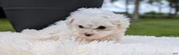 Maltese dogs for sale: Mason - Ad 2