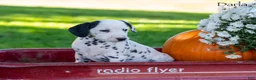 Dalmatian dogs for sale: Darla - Ad 1