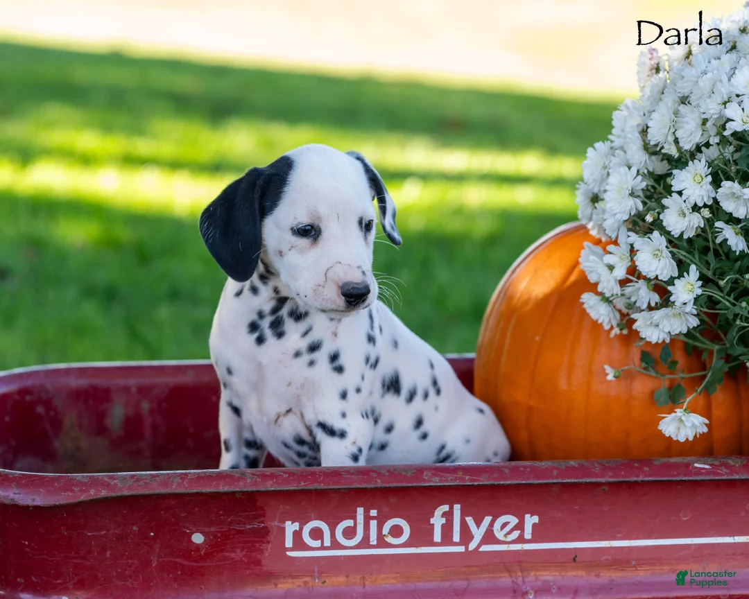 Dalmatian dogs for sale: Darla - Ad 1