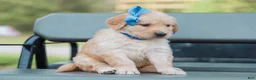 Golden Retriever dogs for sale: Atlee ACA Golden Retriever Pup - Ad 3