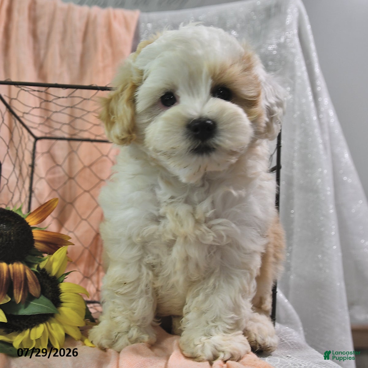 Shihpoo dogs Selena - Ad 2