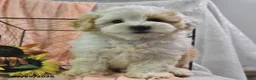Shihpoo dogs for sale: Selena - Ad 2