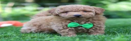 Mini Goldendoodle dogs for sale: Pumpkin - Ad 3