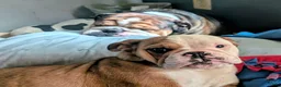English Bulldog dogs for sale: English Bulldog 2 sandy - Ad 6