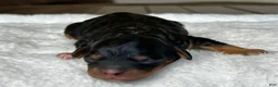 Mixed Breed dogs for sale: Black & Tan Micro Mini - Ad 4