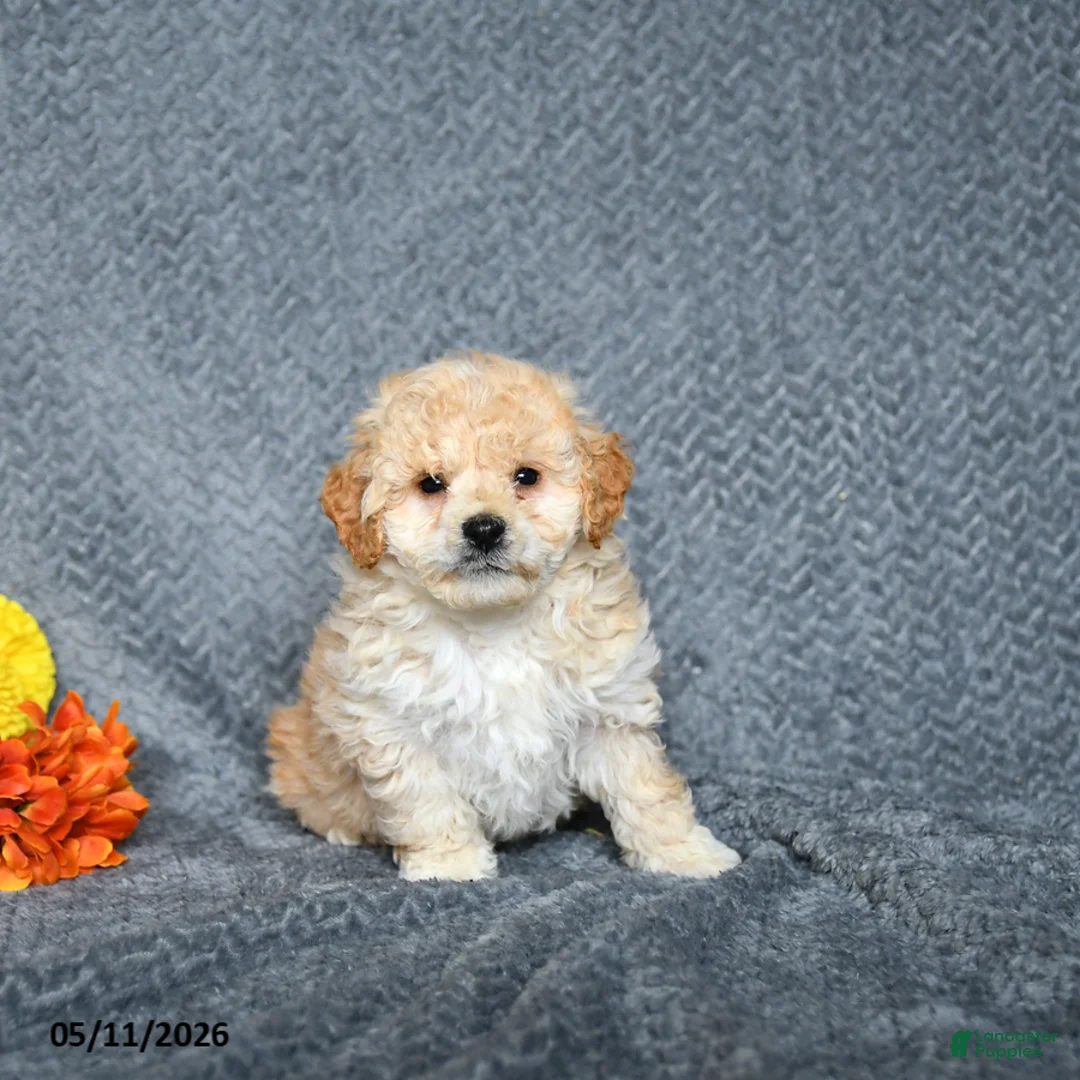 Maltipoo dogs for sale: Scout - Ad 1