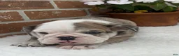 English Bulldog dogs for sale: Teresa - Ad 12
