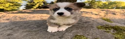 Welsh Corgi Pembroke dogs for sale: Teddy - Ad 20