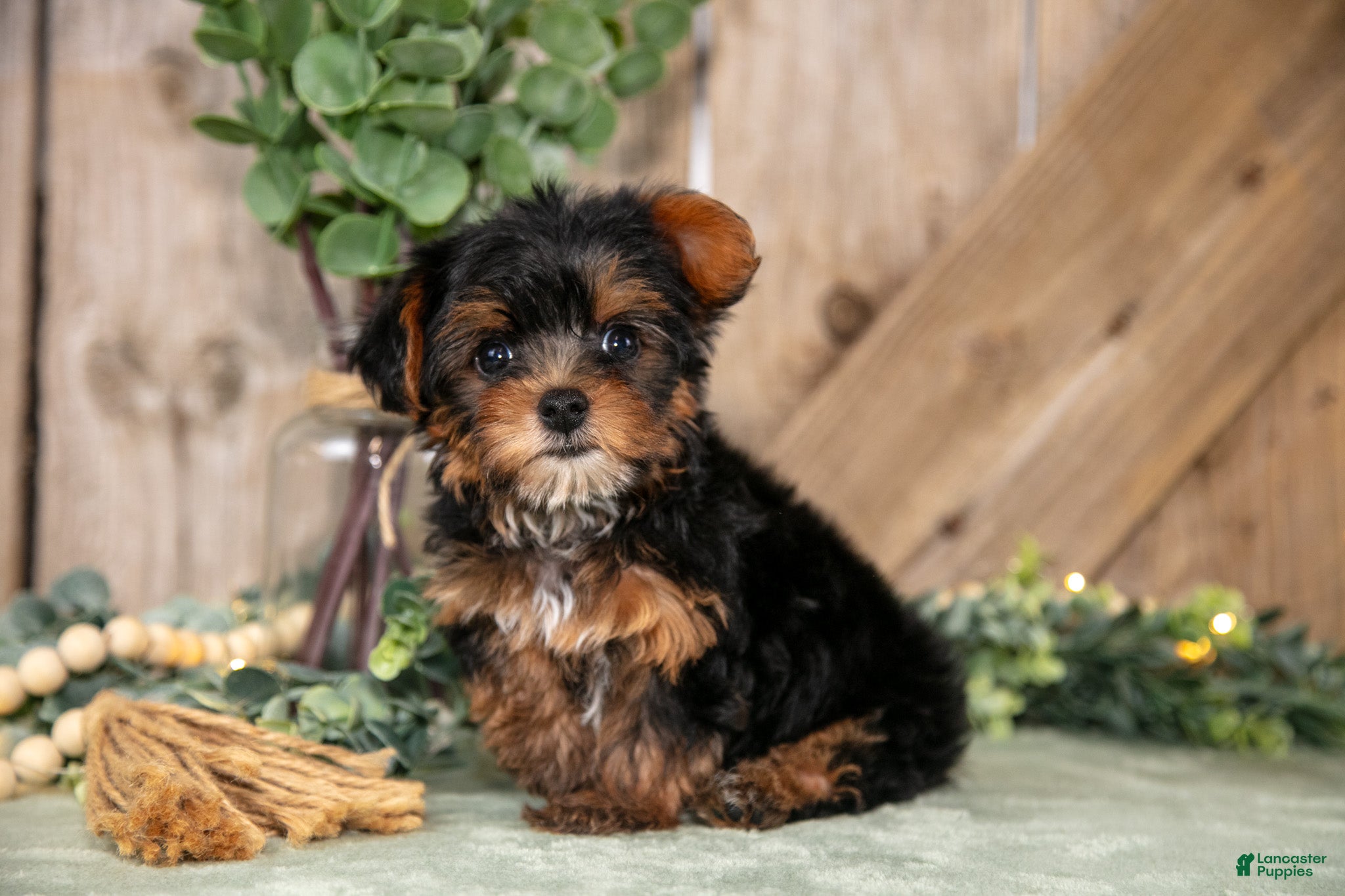 Yorkshire Terrier dogs Tansy - Ad 1