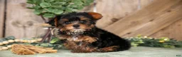 Yorkshire Terrier dogs for sale: Tansy - Ad 1