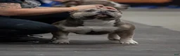 American Bully dogs for sale: Orien - Ad 5