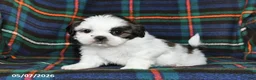 Shih Tzu dogs for sale: Bryan - Ad 1