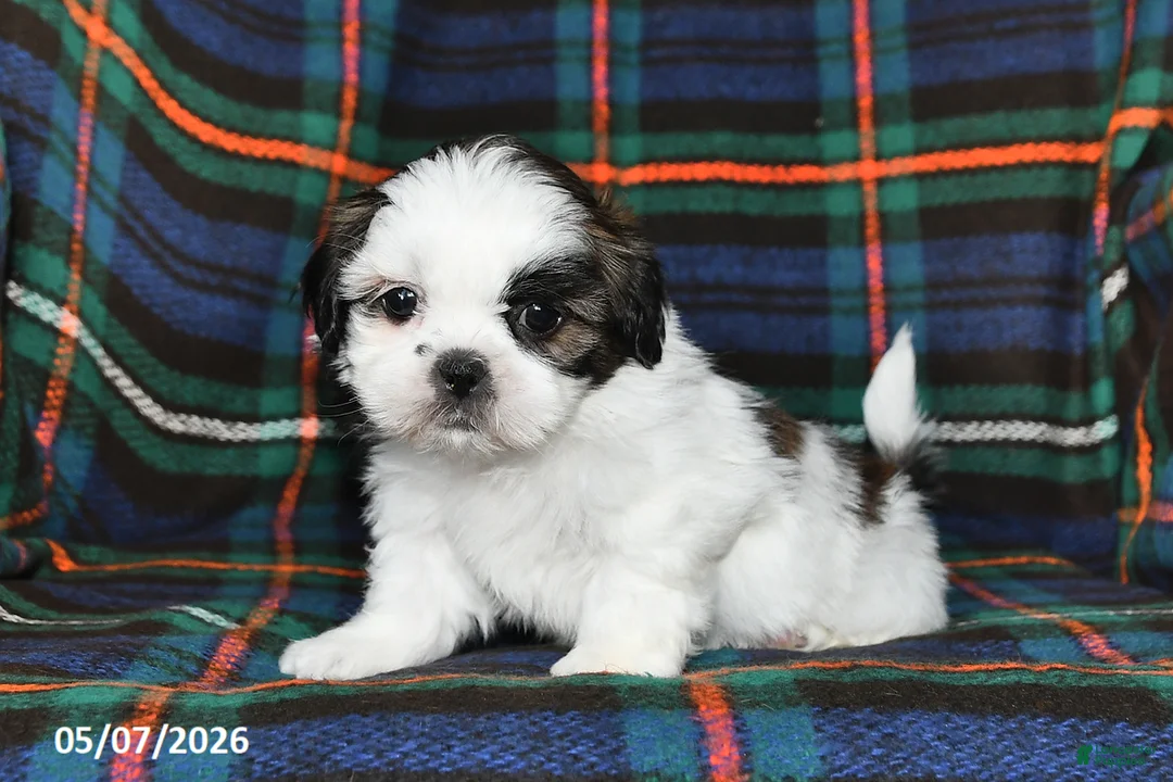 Shih Tzu dogs for sale: Bryan - Ad 1