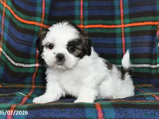 Shih Tzu dogs for sale: Bryan - Ad 2