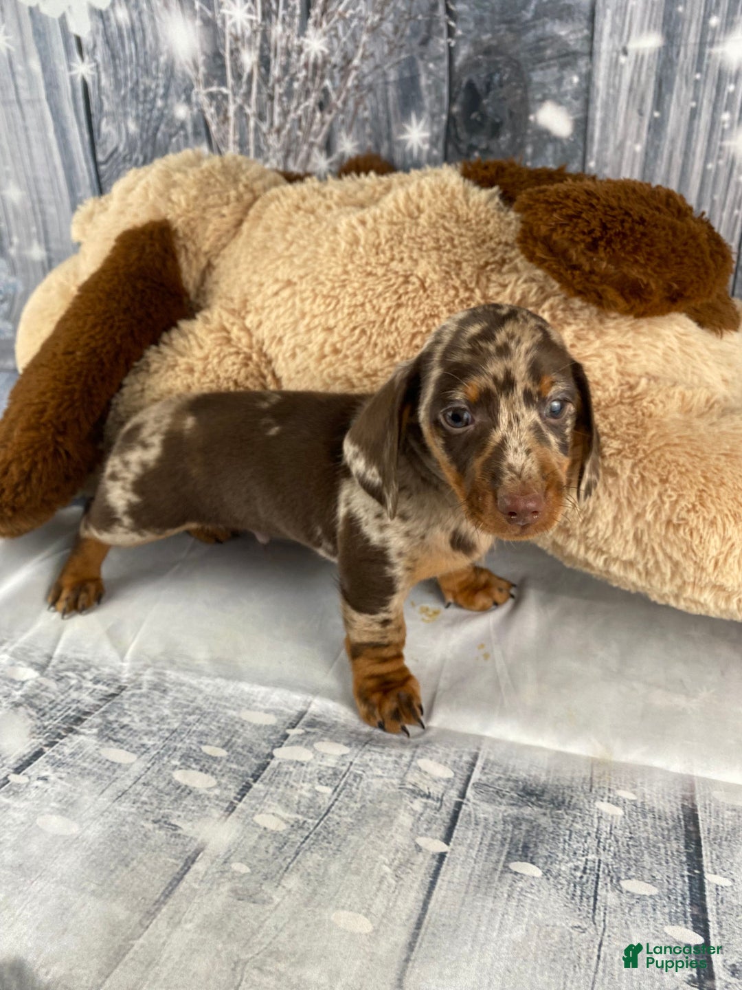 Miniature Dachshund dogs for sale: Max - Ad 6