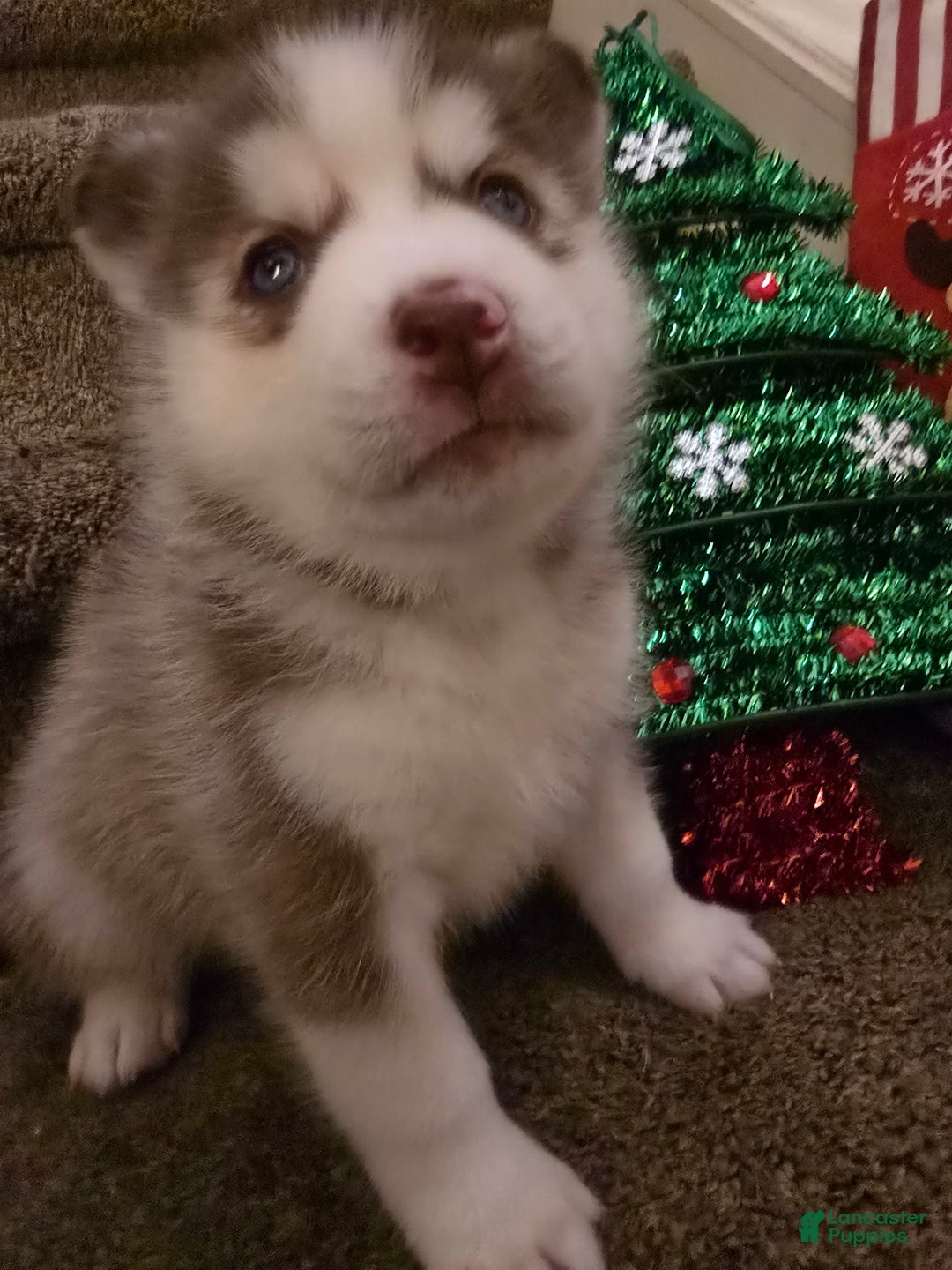 Pomsky dogs for sale: Maverick - Ad 2