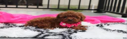 Toy Poodle dogs for sale: Kali - Ad 10