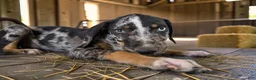 Catahoula Leopard Dog dogs for sale: Gypsie 2026 Male 3 - Ad 19
