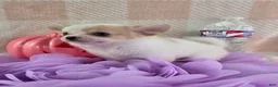 Chihuahua dogs for sale: Tulip - Ad 4