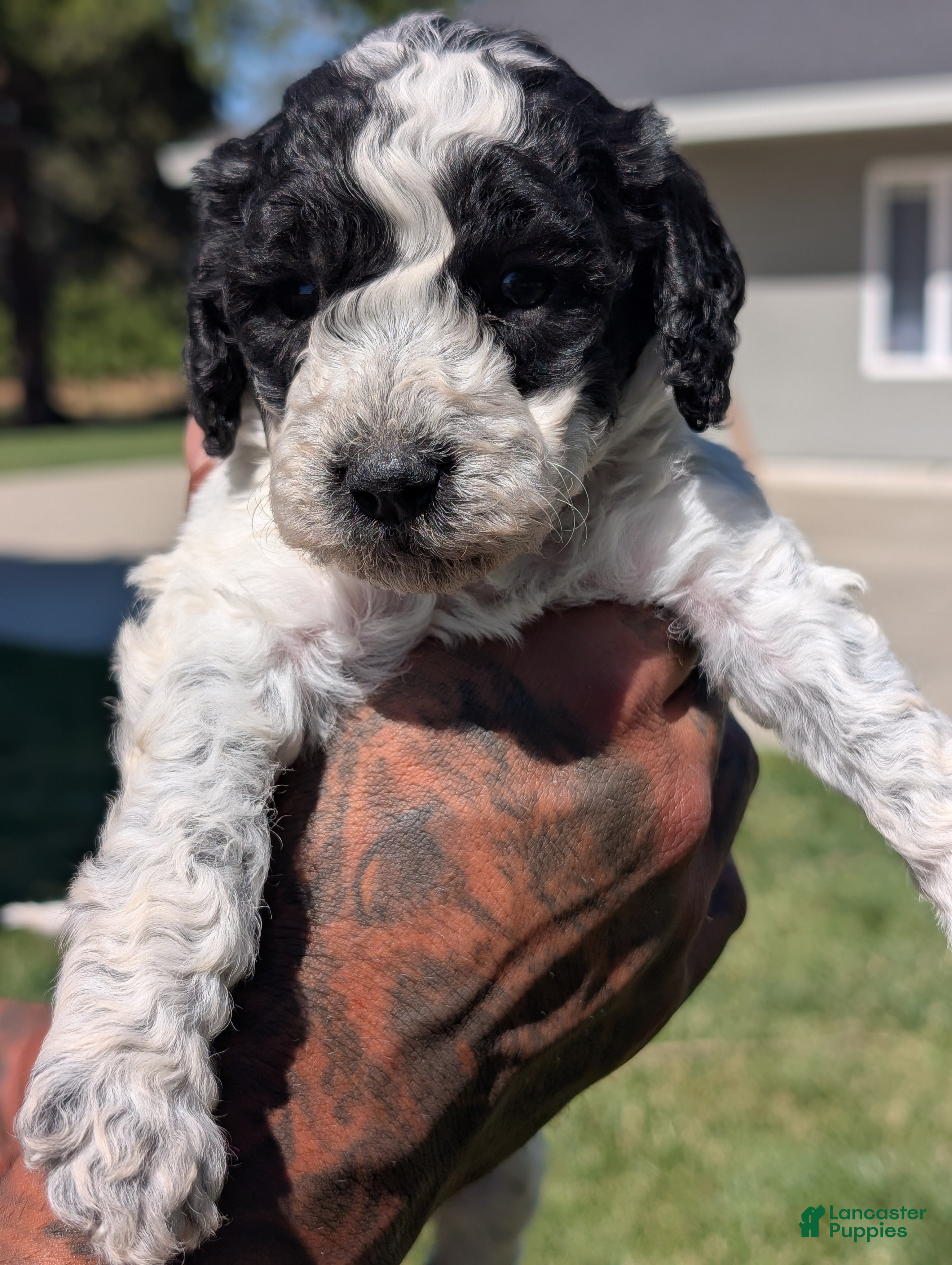 Mixed Breed dogs SALEM - Ad 2