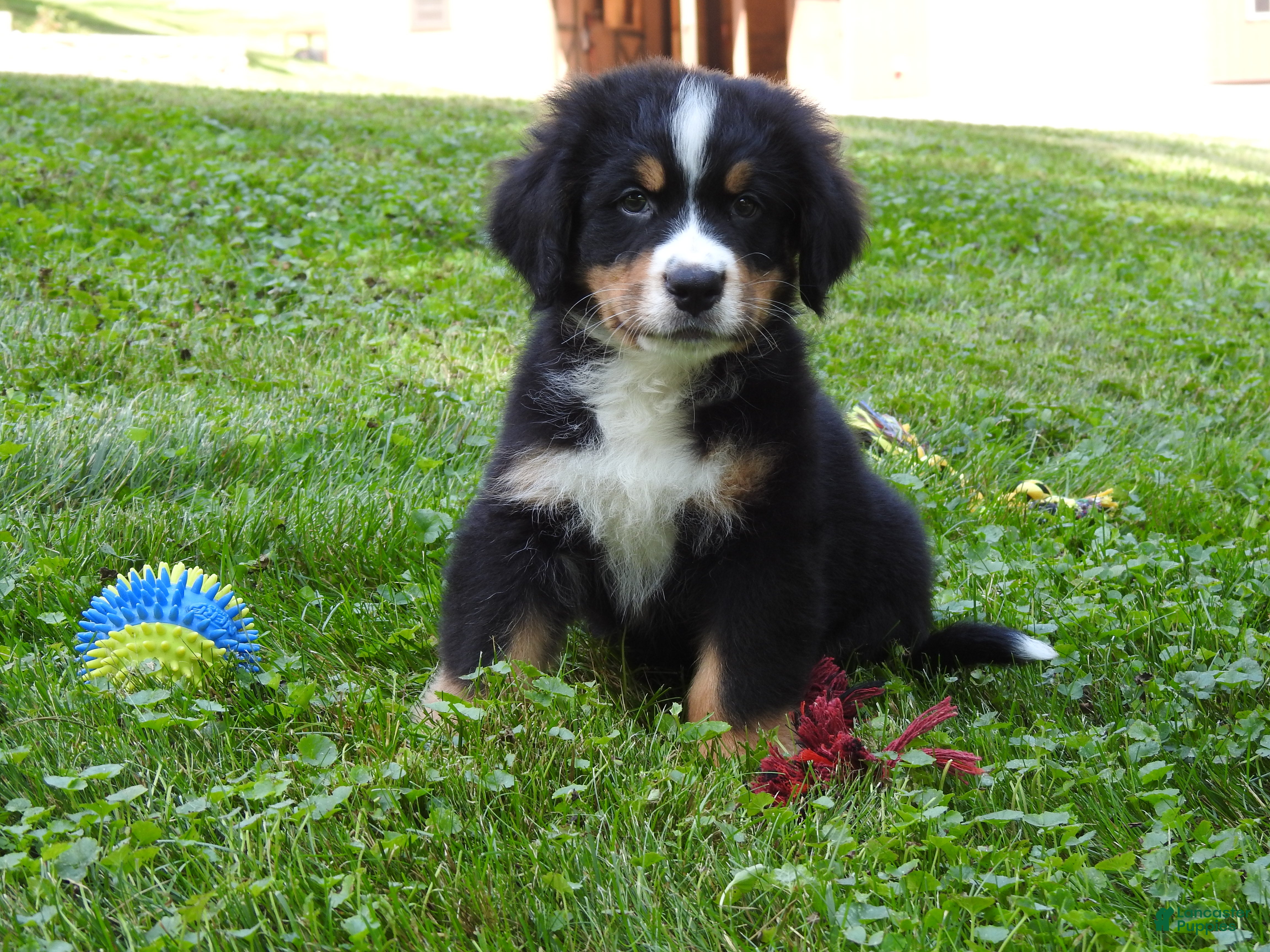 Bernese Mountain Dog dogs Arnold - Ad 1