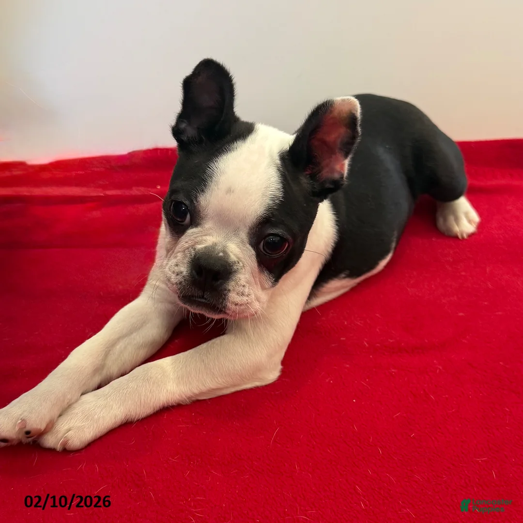 Boston Terrier dogs for sale: Lori - Ad 3