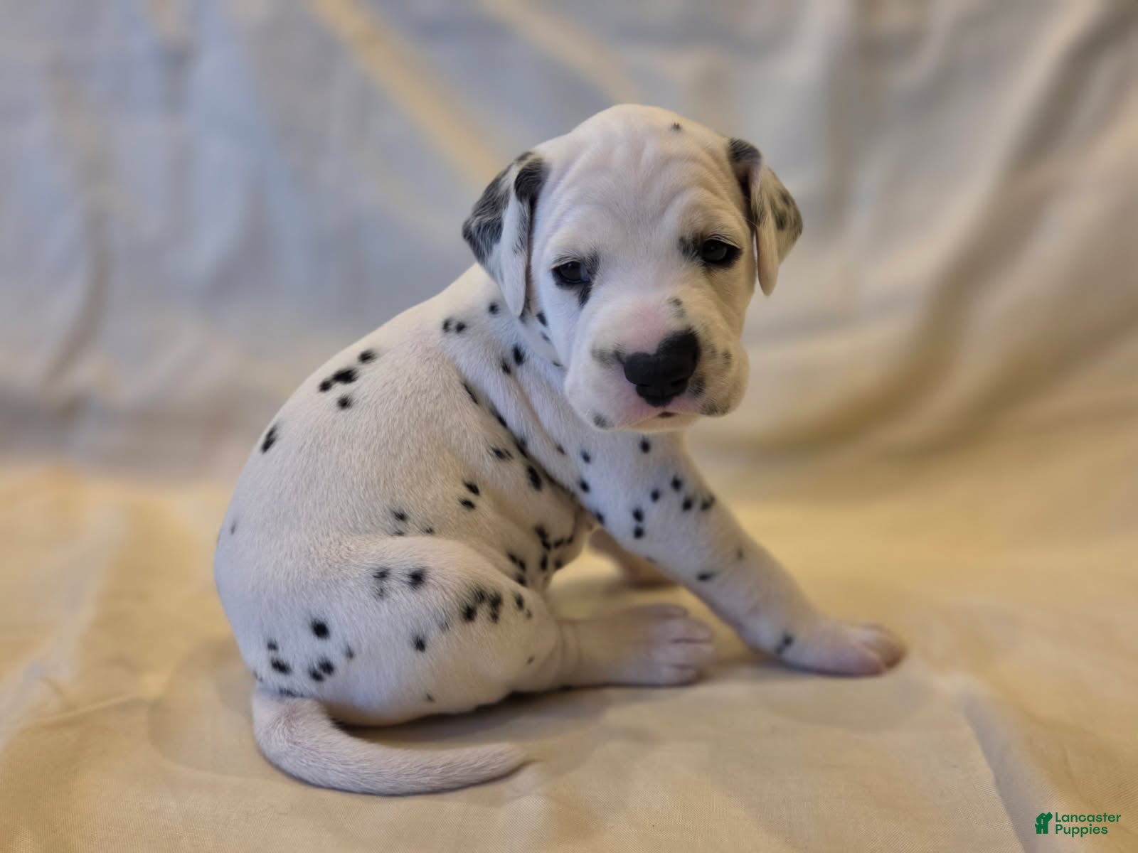 Dalmatian dogs Tan - Ad 2