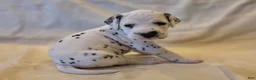 Dalmatian dogs for sale: Tan - Ad 2