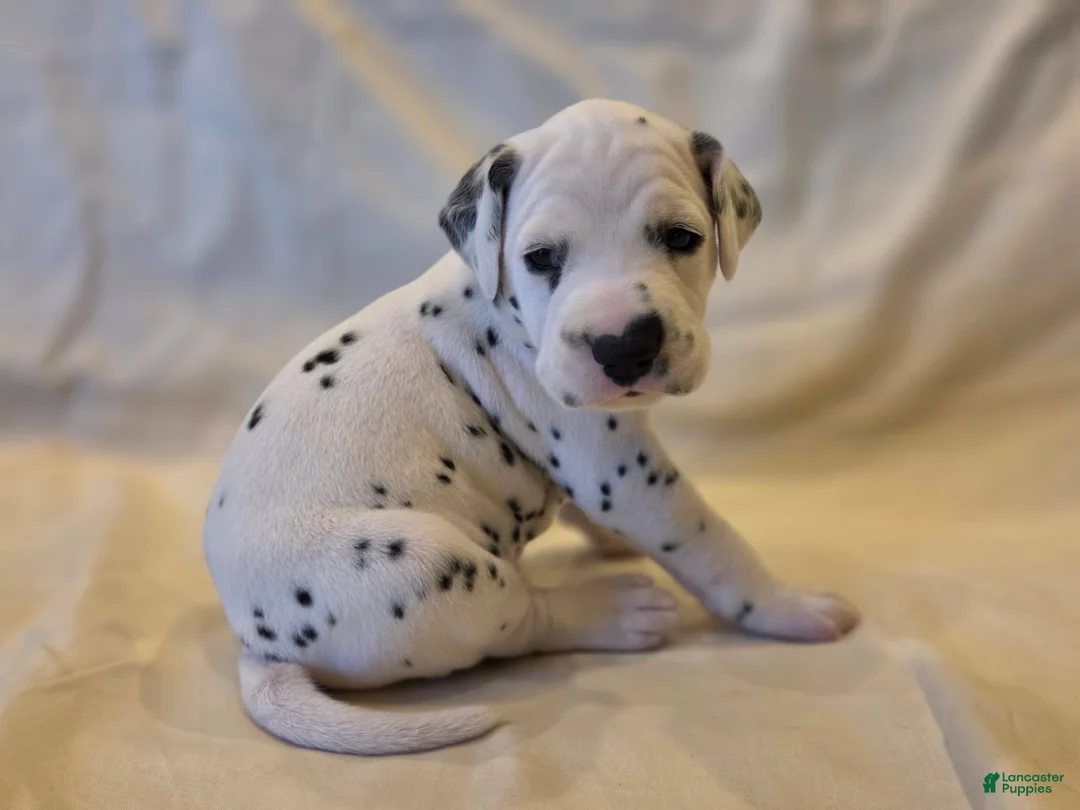 Dalmatian dogs for sale: Tan - Ad 2