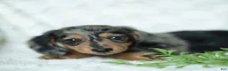 Miniature Dachshund dogs for sale: Pumpkin 🤎 - Ad 6