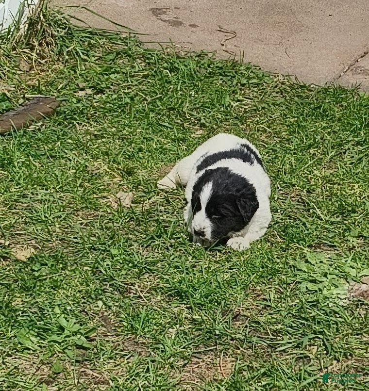 Newfoundland dogs Orange collar  - Ad 2