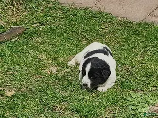 Newfoundland dogs Orange collar - Ad 2