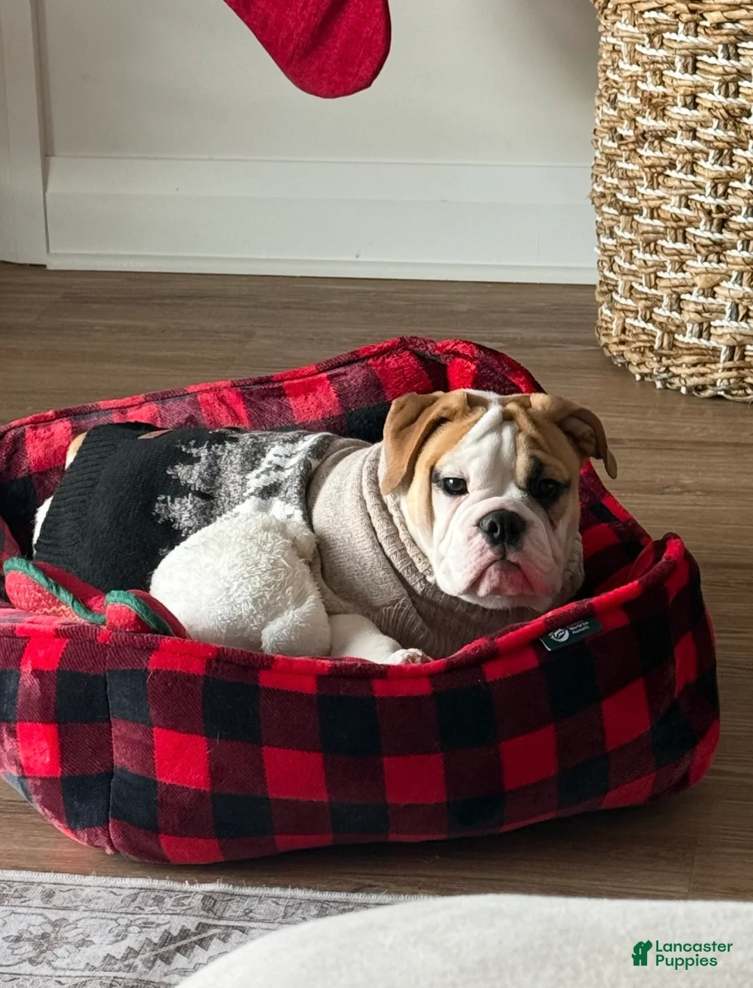 English Bulldog dogs for sale: English Bulldog Puppy  - Ad 2