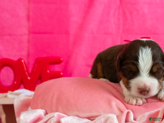 Toy Australian Shepherd dogs Rue - Ad 6