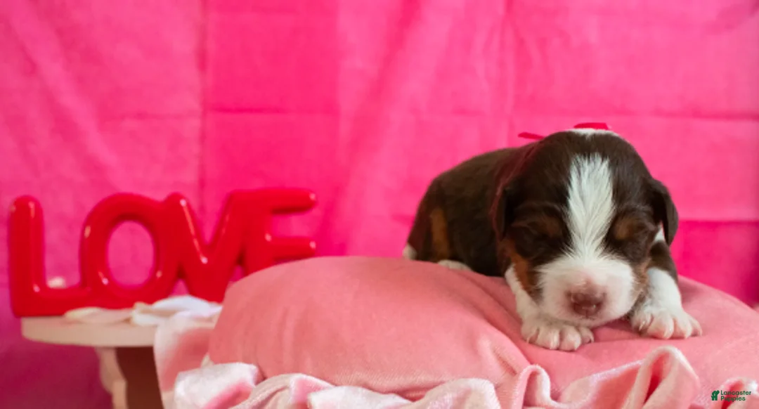 Toy Australian Shepherd dogs for sale: Rue - Ad 1