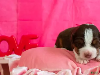 Toy Australian Shepherd dogs Rue - Ad 4