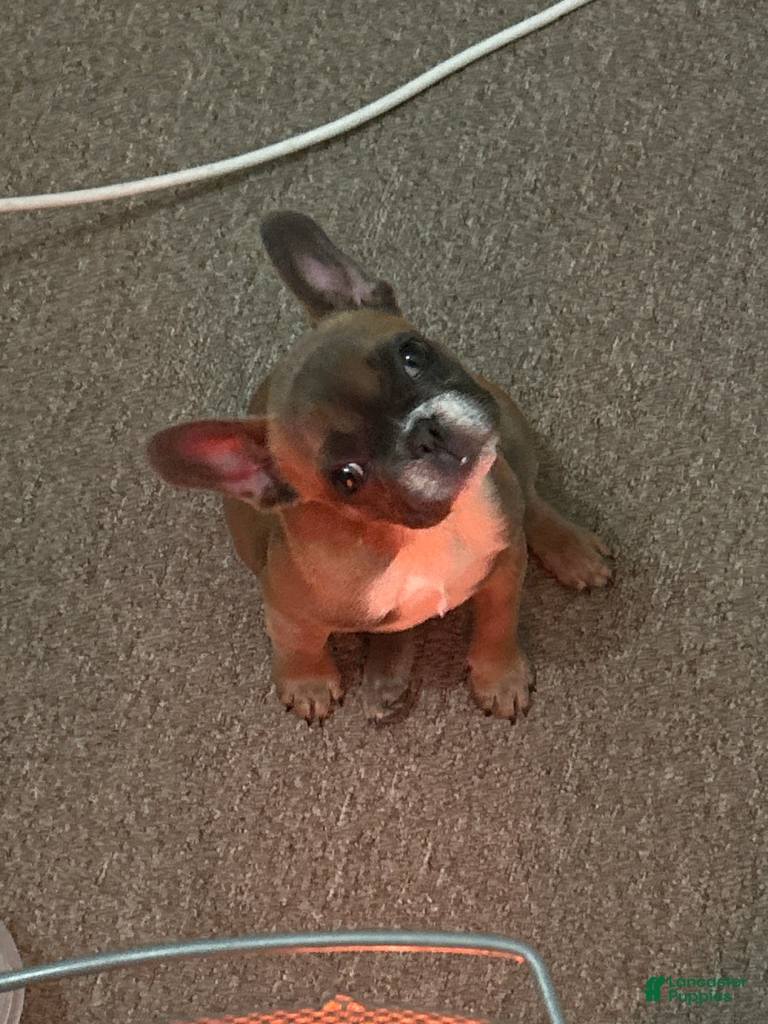 French Bulldog dogs for sale: French Bulldog Puppy 1 - Ad 4