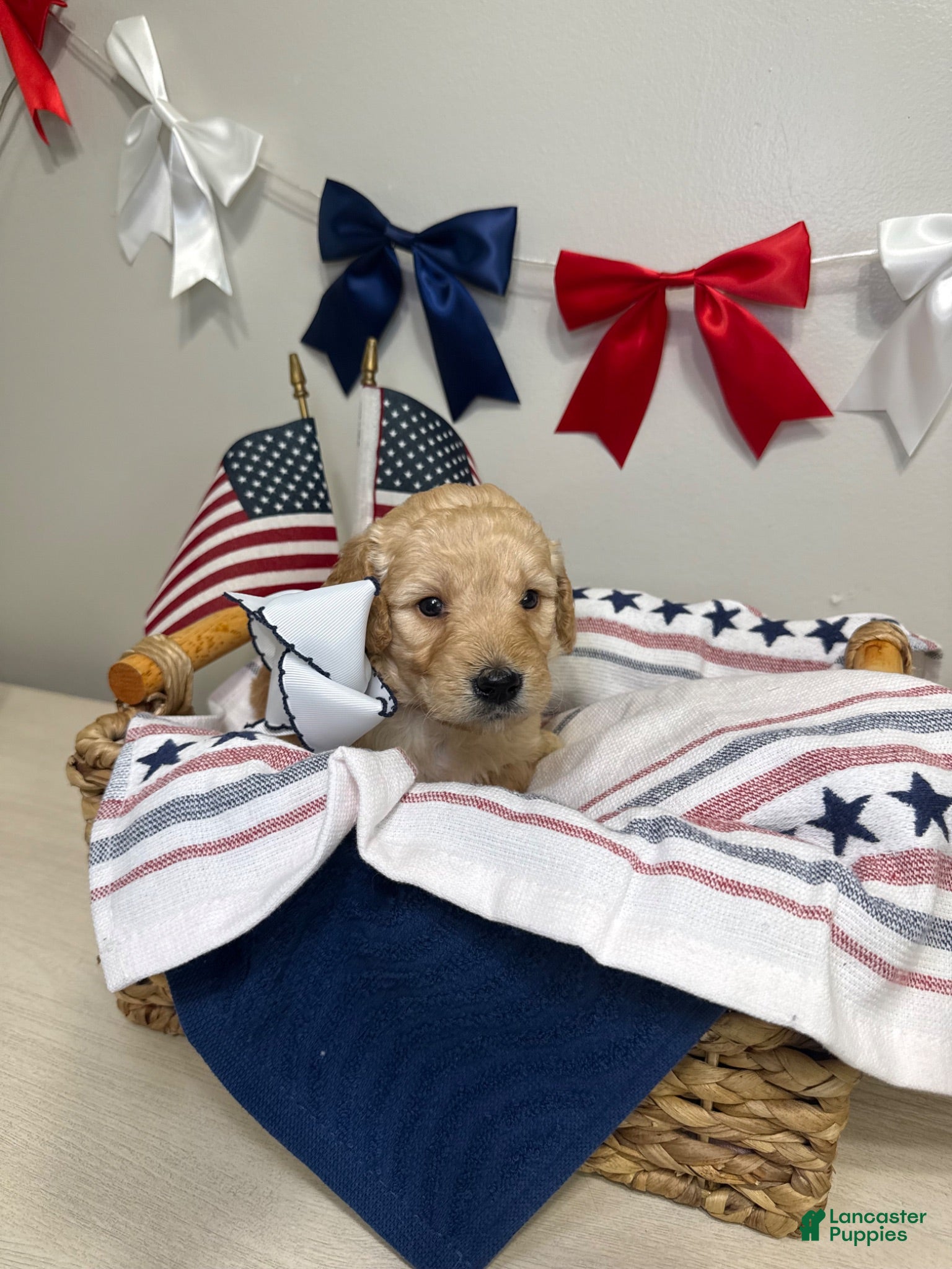 Mini Goldendoodle dogs Lexie ❤️ - Ad 1