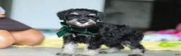 Miniature Schnauzer dogs for sale: Percy - Ad 3