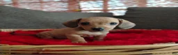 Dachshund dogs for sale: Dachshund 4 - Ad 1