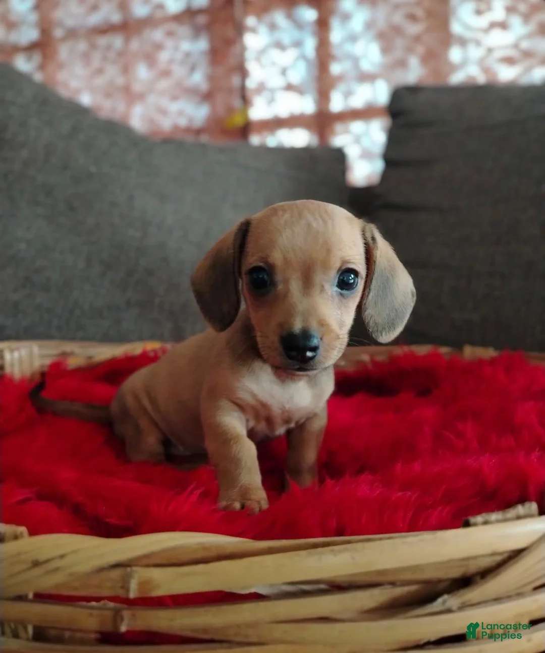 Dachshund dogs for sale: Dachshund 4 - Ad 1