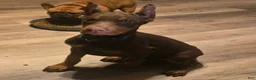 Doberman Pinscher dogs for sale: Fury  - Ad 1