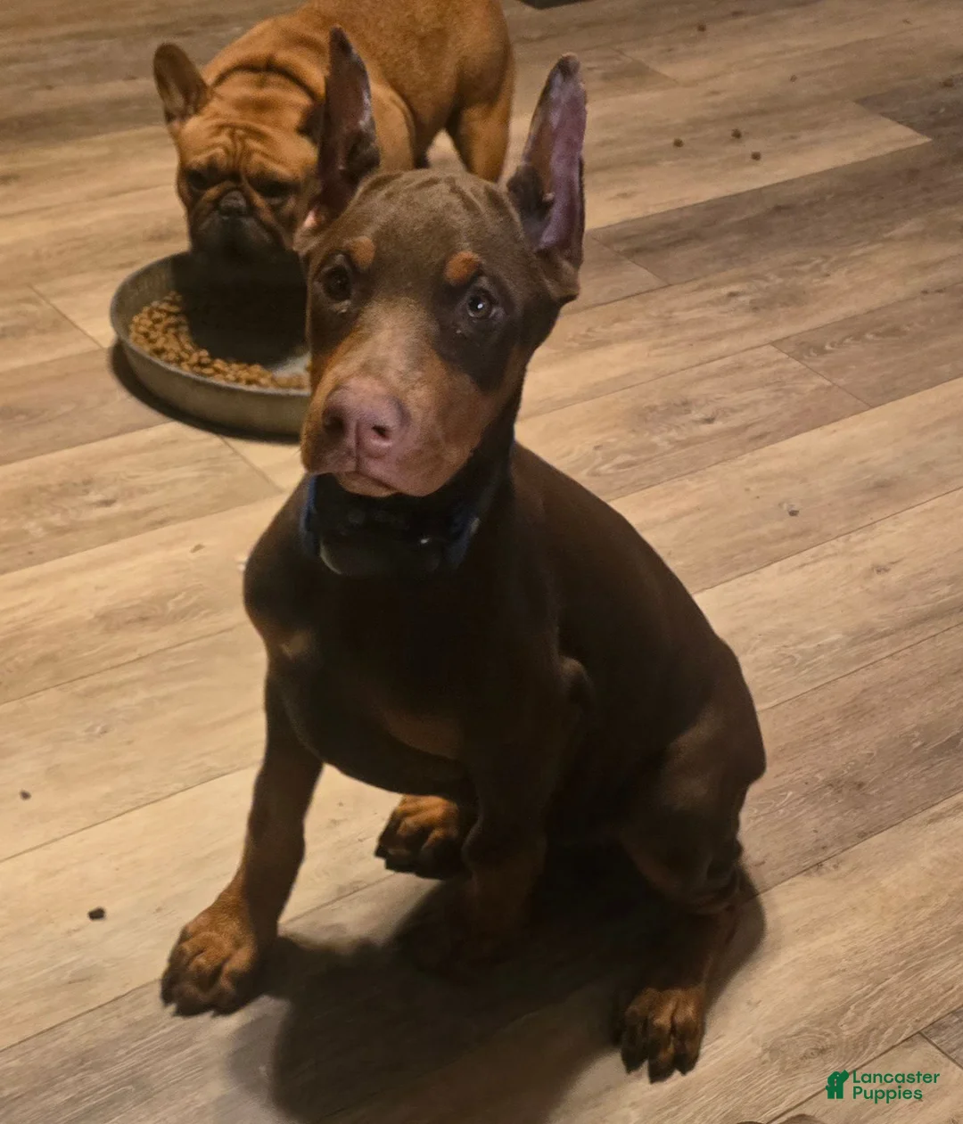 Doberman Pinscher dogs for sale: Fury  - Ad 1